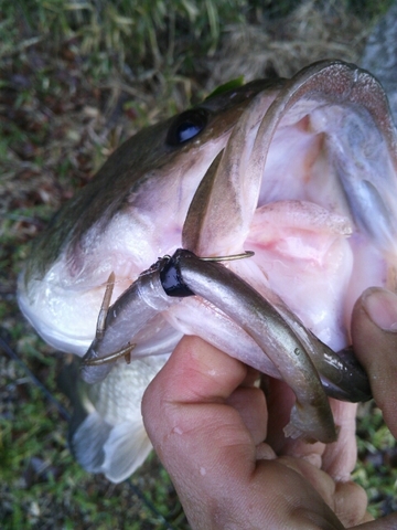 0412 野池1.jpg