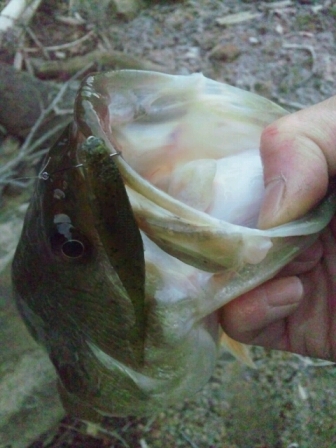 デカバスが釣れる釣り方.jpg