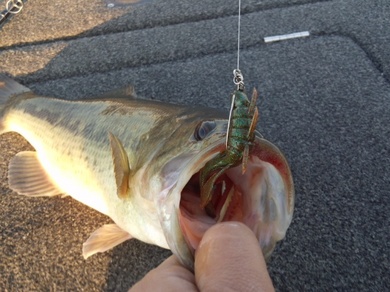 利根川で釣れるカラー.jpg