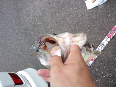野池でデカバス.jpg