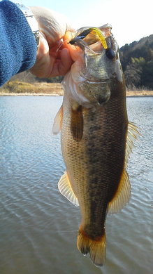 １月の野池で釣れる　ジャスターホッグ２３のスモラバ.jpg