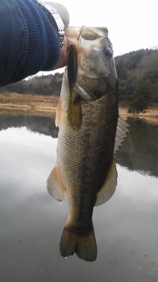 1月の野池で釣れる1月20日.jpg